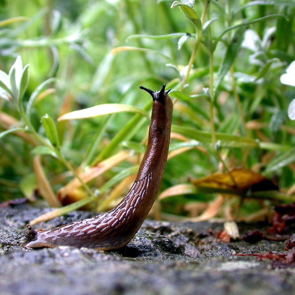 Nacktschnecke frisst eine Pflanze