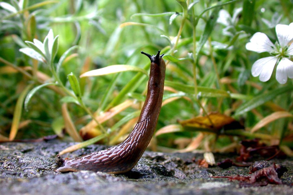 Nacktschnecke frisst eine Pflanze  1.3333