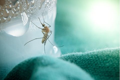 Mücken mögen es feucht und warm. Dann fällt es den Tieren leicht, sich fortzupflanzen