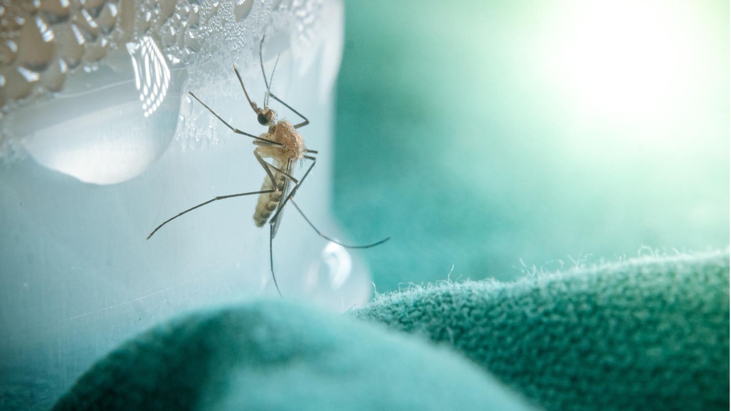 Mücken mögen es feucht und warm. Dann fällt es den Tieren leicht, sich fortzupflanzen