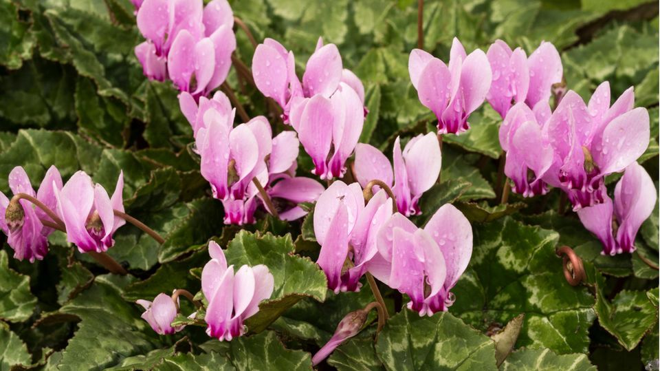 Cyclamen hederifolium