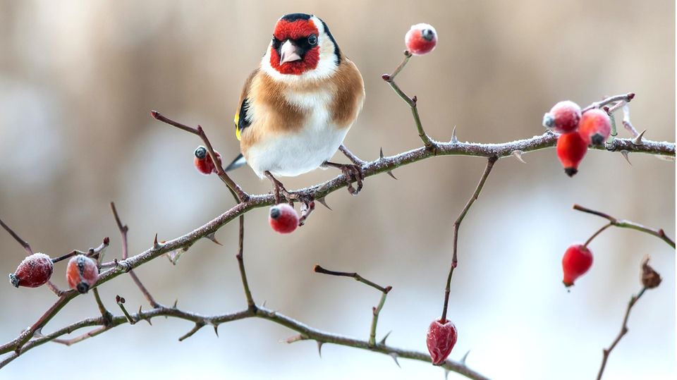 Vogel sitzt auf Hagebutten-Strauch Vogel sitzt auf Hagebutten-Strauch
