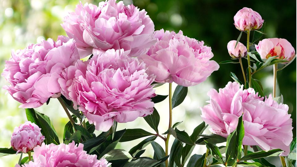 Rosane Pfingstrosen im Garten
