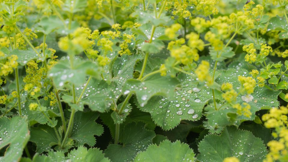 Tautropfen funkeln auf den Blättern des Frauenmantels