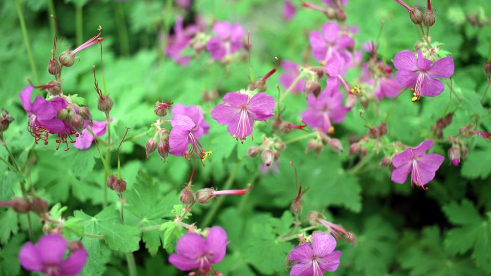 Geranium macrorrhizum