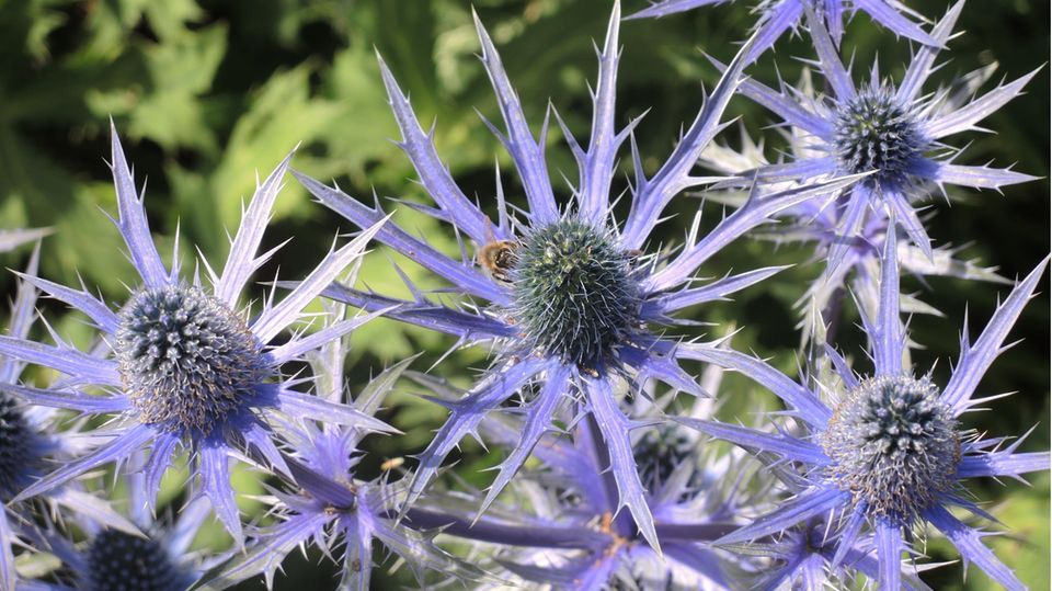 Biene auf einer blauen Edeldistel