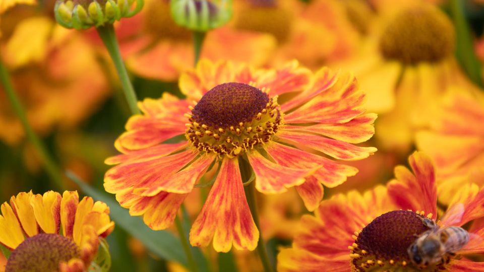 Nahaufnahme von Sonnenbraut (Helenium)