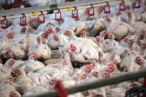 Hähnchenmast