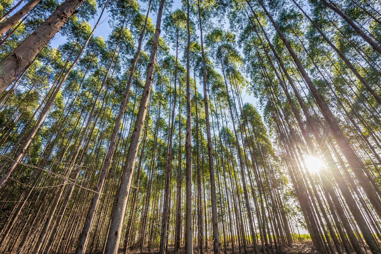 Kein Gewinn für die Artenvielfalt: Eukalyptus-Plantage in Brasilien