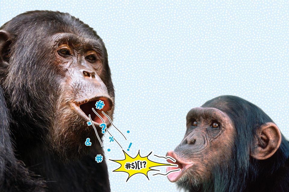 Wie Schimpansen kommunizieren