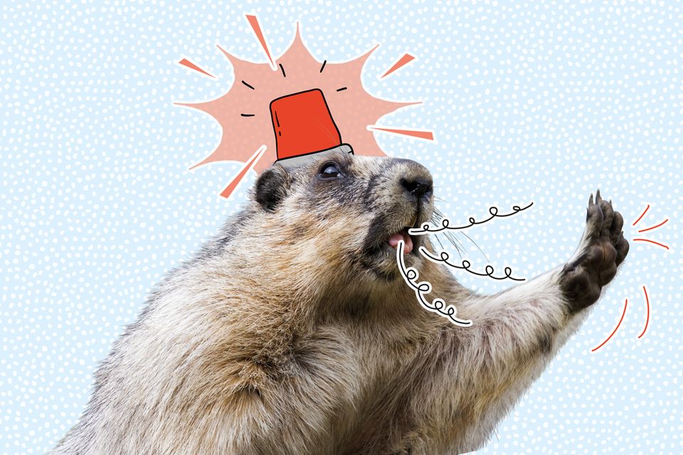 Comment les marmottes communiquent