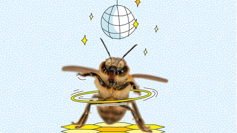 Tierkommunikation der Honigbiene Tierkommunikation der Honigbiene
