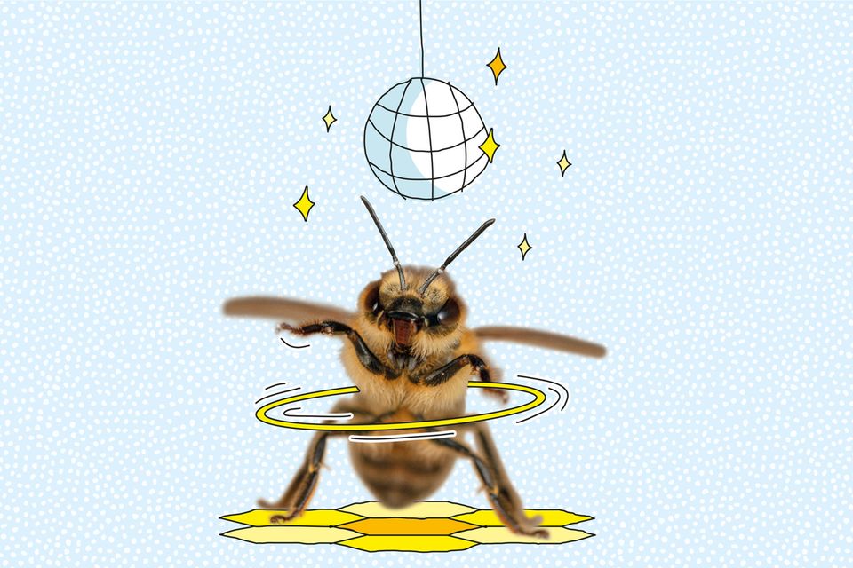 Tierkommunikation der Honigbiene