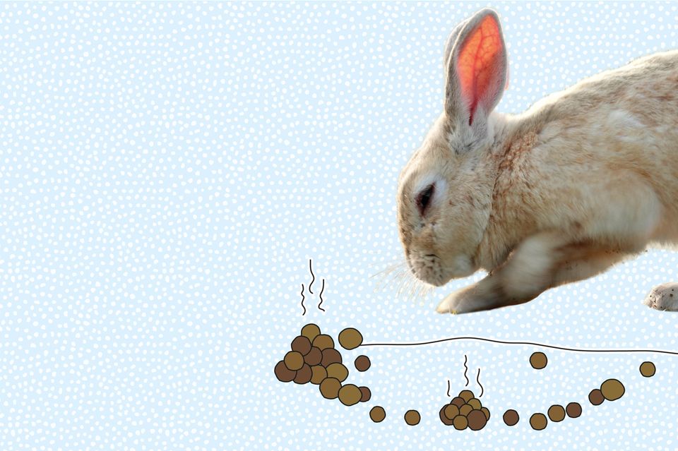 Communication animale du lapin de garenne