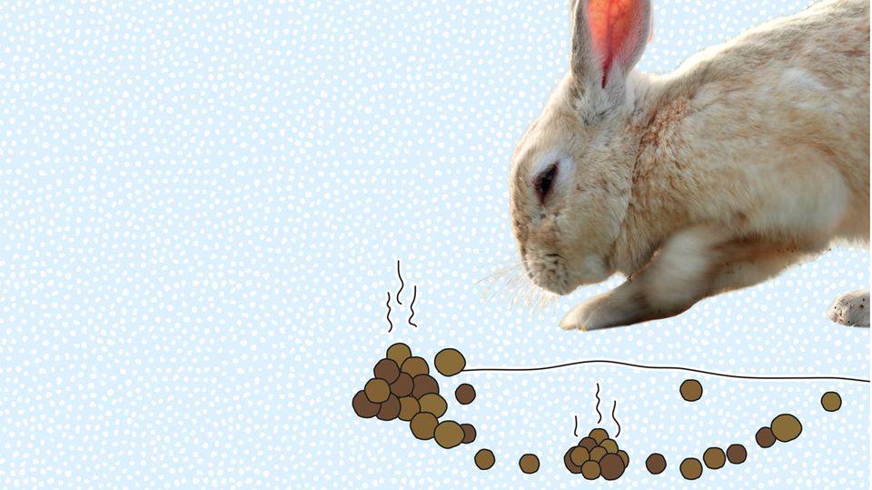 Tierkommunikation des Wildkaninchens Tierkommunikation des Wildkaninchens