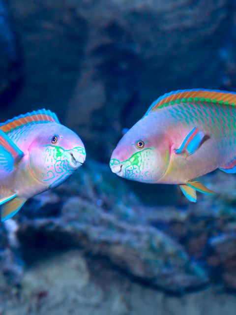 Meereswelt: Faszination Fischsound: Warum es unter Wasser grunzt, krächzt und pfeift