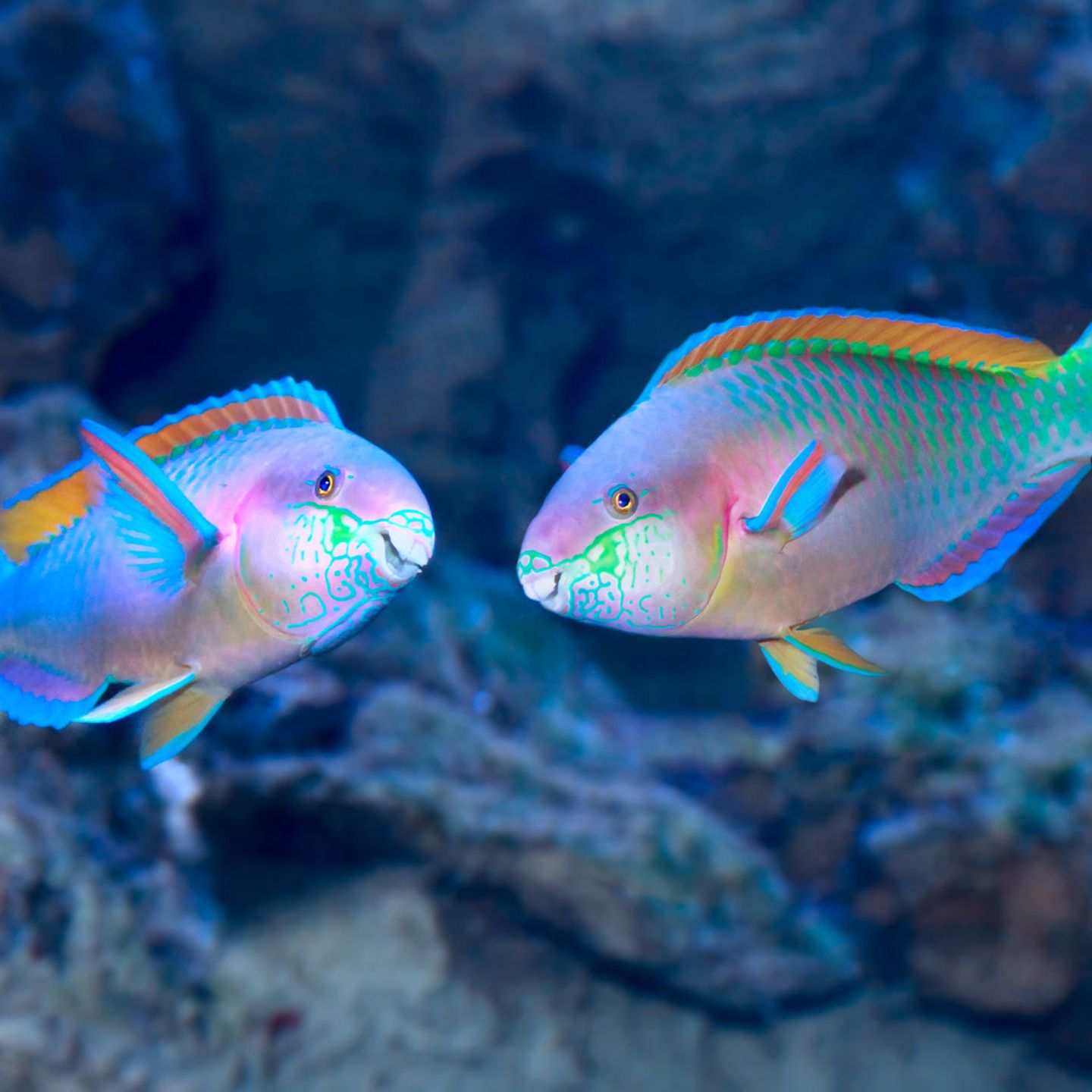 Faszination Fischsound: Warum es unter Wasser grunzt, krächzt und pfeift