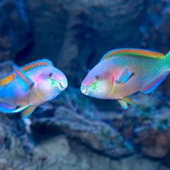 Faszination Fischsound: Warum es unter Wasser grunzt, krächzt und pfeift