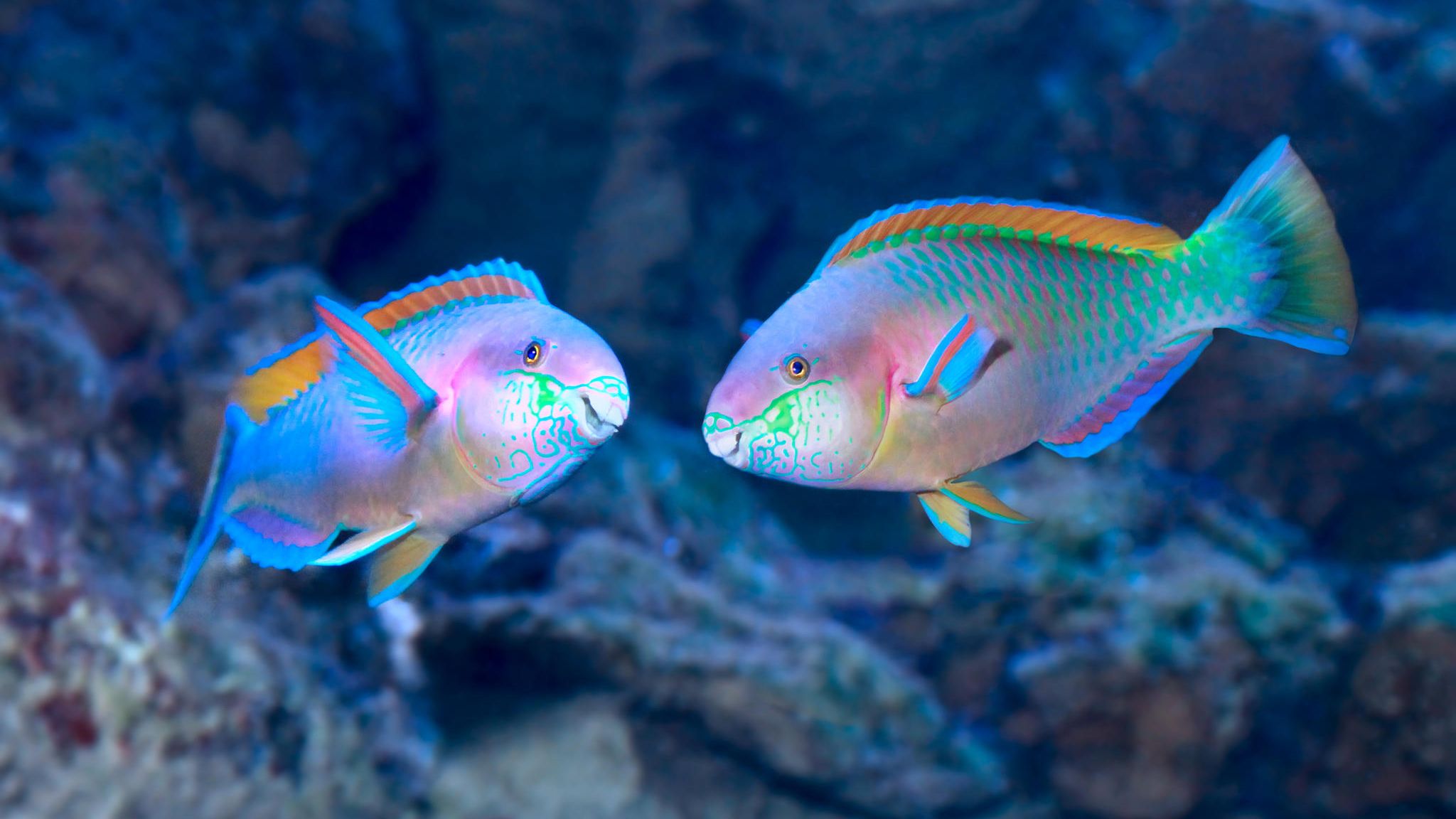 Faszination Fischsound: Warum es unter Wasser grunzt, krächzt und pfeift