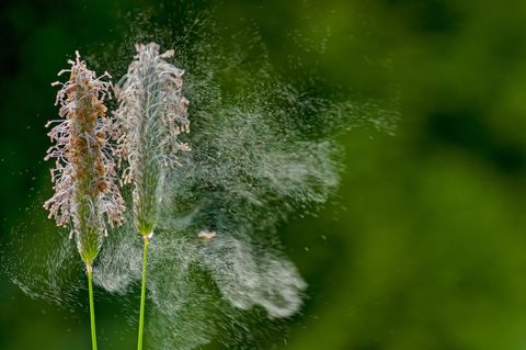 Starker Pollenflug macht Heuschnupfen sehr schlimm