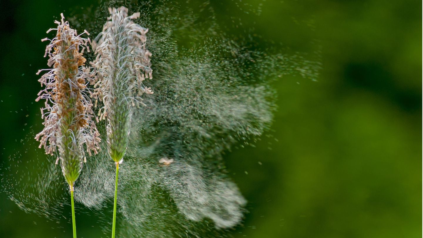 Starker Pollenflug macht Heuschnupfen sehr schlimm
