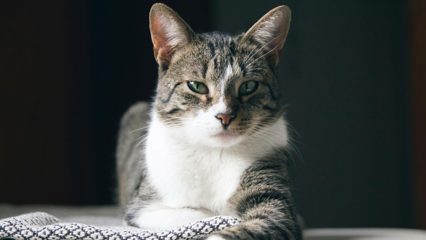 Hauskatze vor schwarzem Hintergrund Hauskatze vor schwarzem Hintergrund