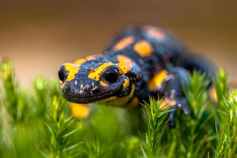 Bedrohte Amphibien: Salamanderpest breitet sich aus: Sterben die Schwanzlurche in Deutschland aus?