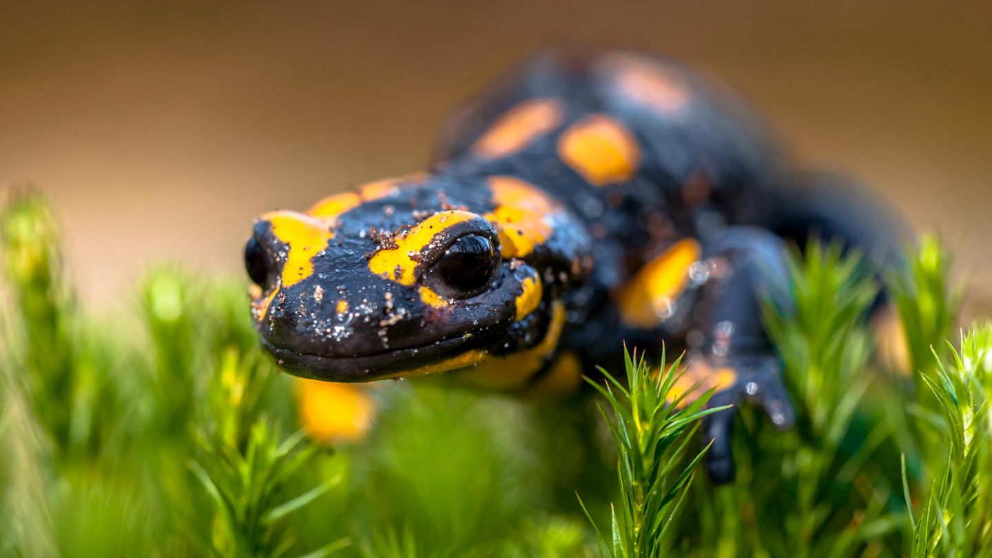 Bedrohte Amphibien: Salamanderpest breitet sich aus: Sterben die Schwanzlurche in Deutschland aus? Bedrohte Amphibien: Salamanderpest breitet sich aus: Sterben die Schwanzlurche in Deutschland aus?