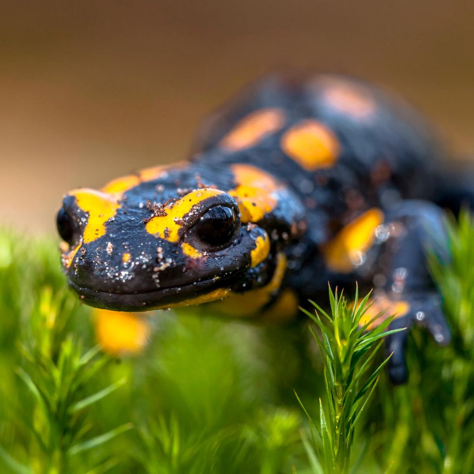 Bedrohte Amphibien: Salamanderpest breitet sich aus: Sterben die Schwanzlurche in Deutschland aus?