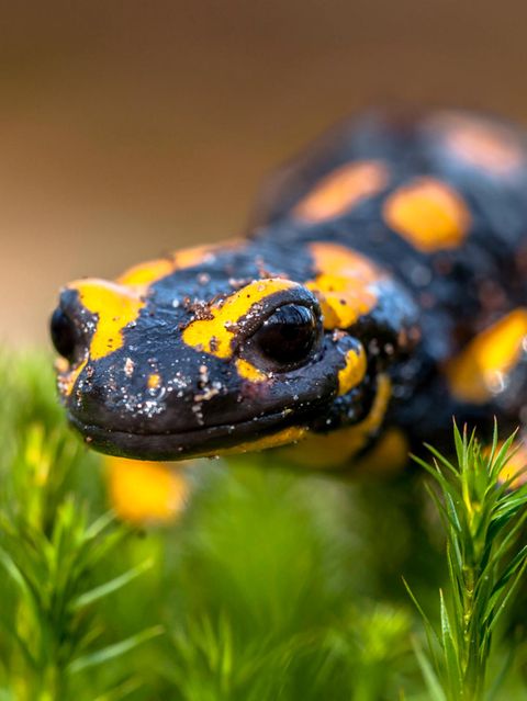 Bedrohte Amphibien: Salamanderpest breitet sich aus: Sterben die Schwanzlurche in Deutschland aus?