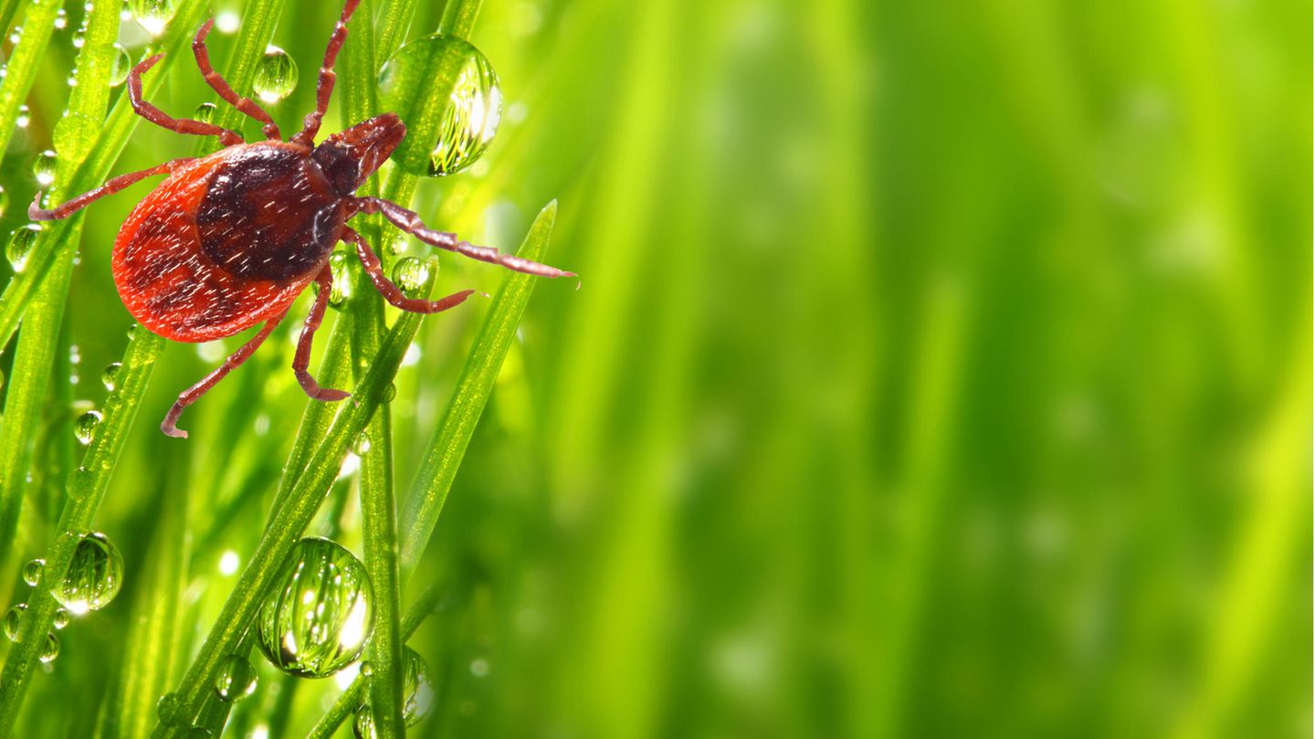 Zecken schaffen zehn Jahre ohne Nahrung Zecke im Gras