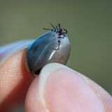 Hyalomma-Zecke festgehalten zwischen 2 Fingern