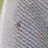 Zecke sitzt auf Stoff