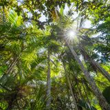Nationalpark Valleé de Mai