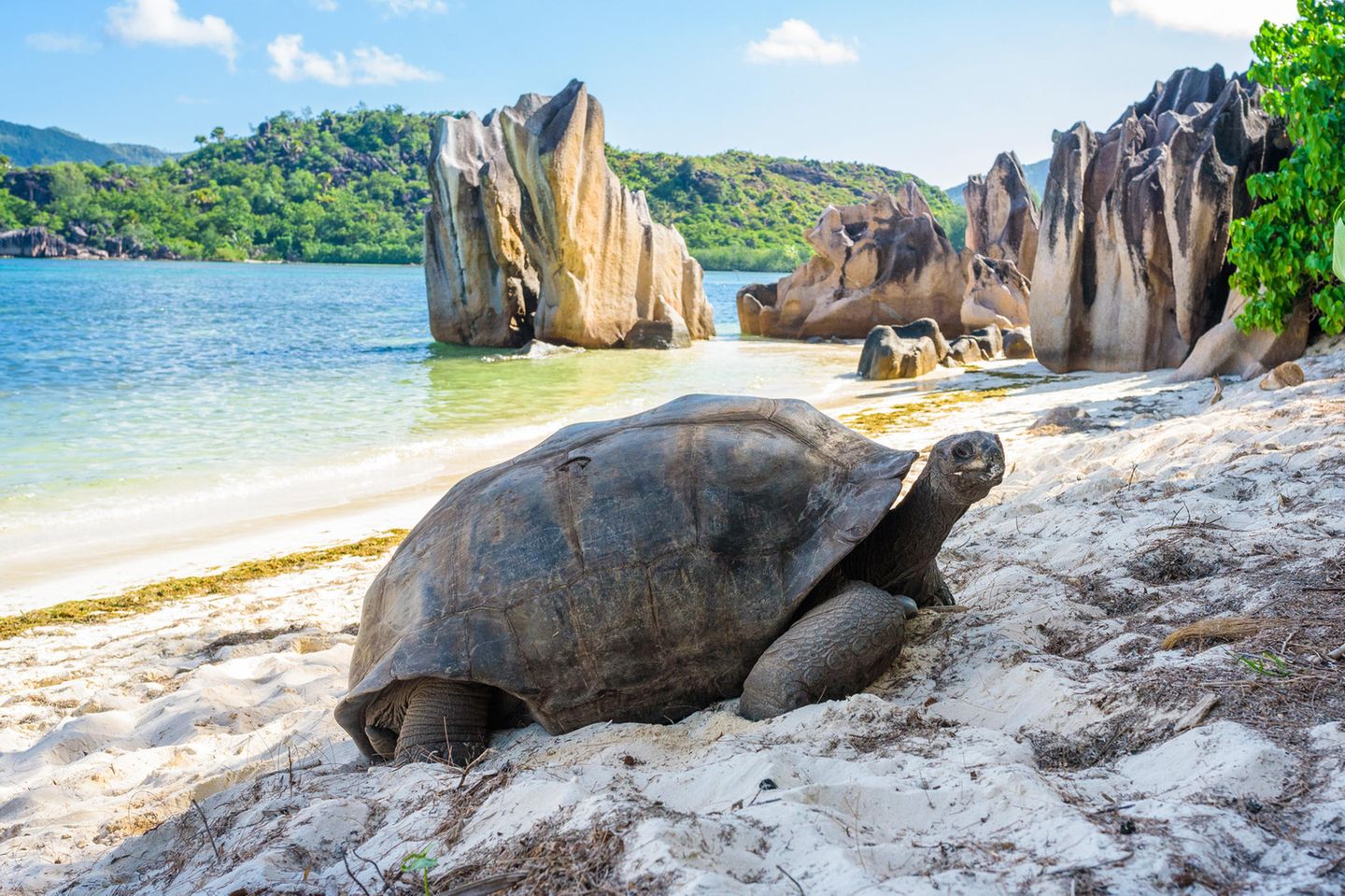 Schildkrötenfarm auf Curieuse Riesenschildkröte am Strand
