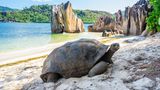 Riesenschildkröte am Strand