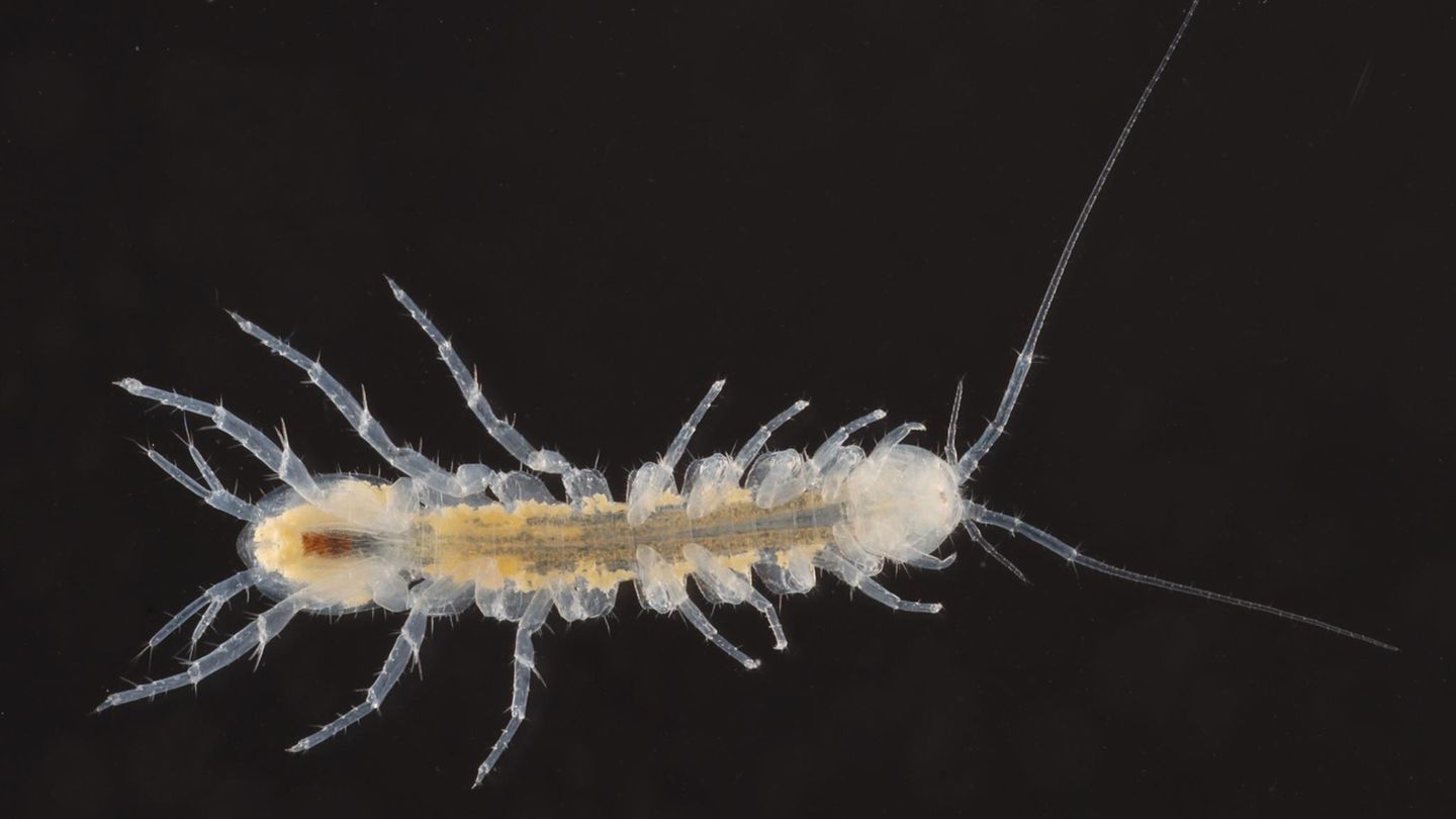 GEO-Tag der Natur: Unsichtbarer Schatz: Hobbyforschende nehmen Grundwasser unter die Lupe