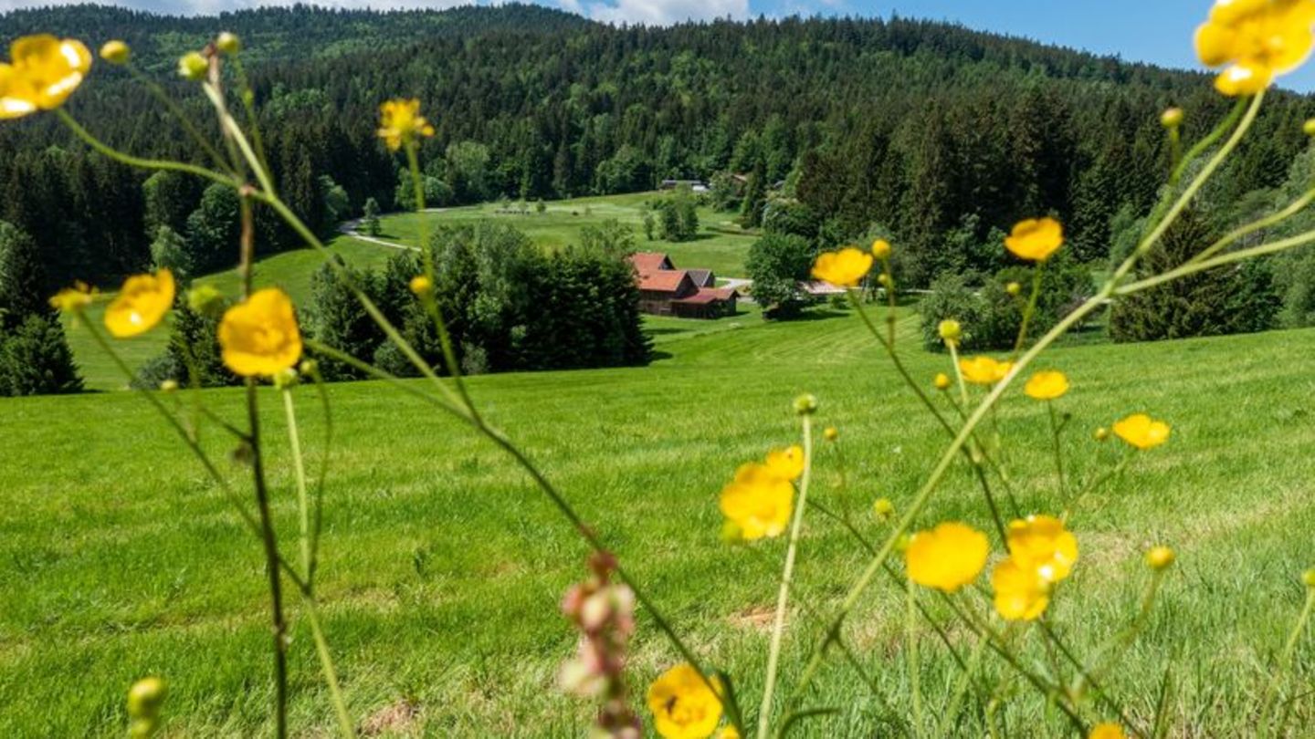 Forst, Wiesen und Idylle: Der Bierfernwanderweg ist nicht so trubelig, wie es das Bier in seinem Namen vermuten lässt. Foto: Andreas Drouve/dpa-tmn Wiesen und Idylle am Bierfernwanderweg