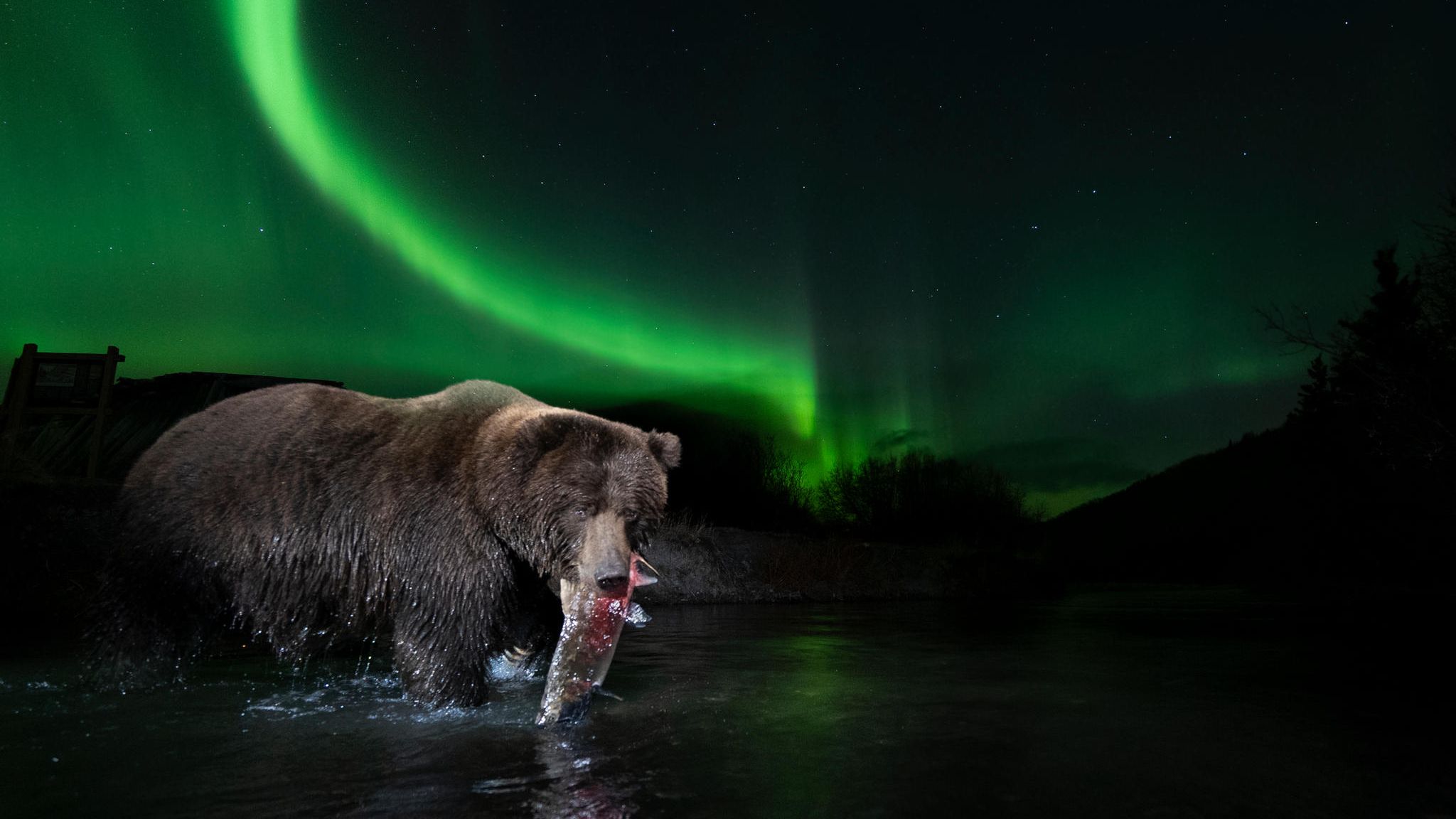 Yukon: Bruder Bär: Das Dorf, in dem Menschen und Bären gemeinsam leben Yukon: Bruder Bär: Das Dorf, in dem Menschen und Bären gemeinsam leben