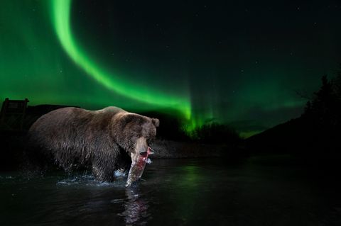 Yukon: Bruder Bär: Das Dorf, in dem Menschen und Bären gemeinsam leben