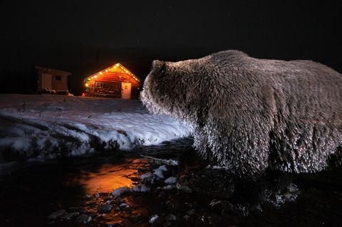 Der Boss schaut hinüber zur Hütte, in der Chuck Hume schläft. Als Kind wanderte Hume jeden Sommer mit seiner Großmutter zu diesem Ort, heute steht keine Hütte in Klukshu näher am Fluss als seine