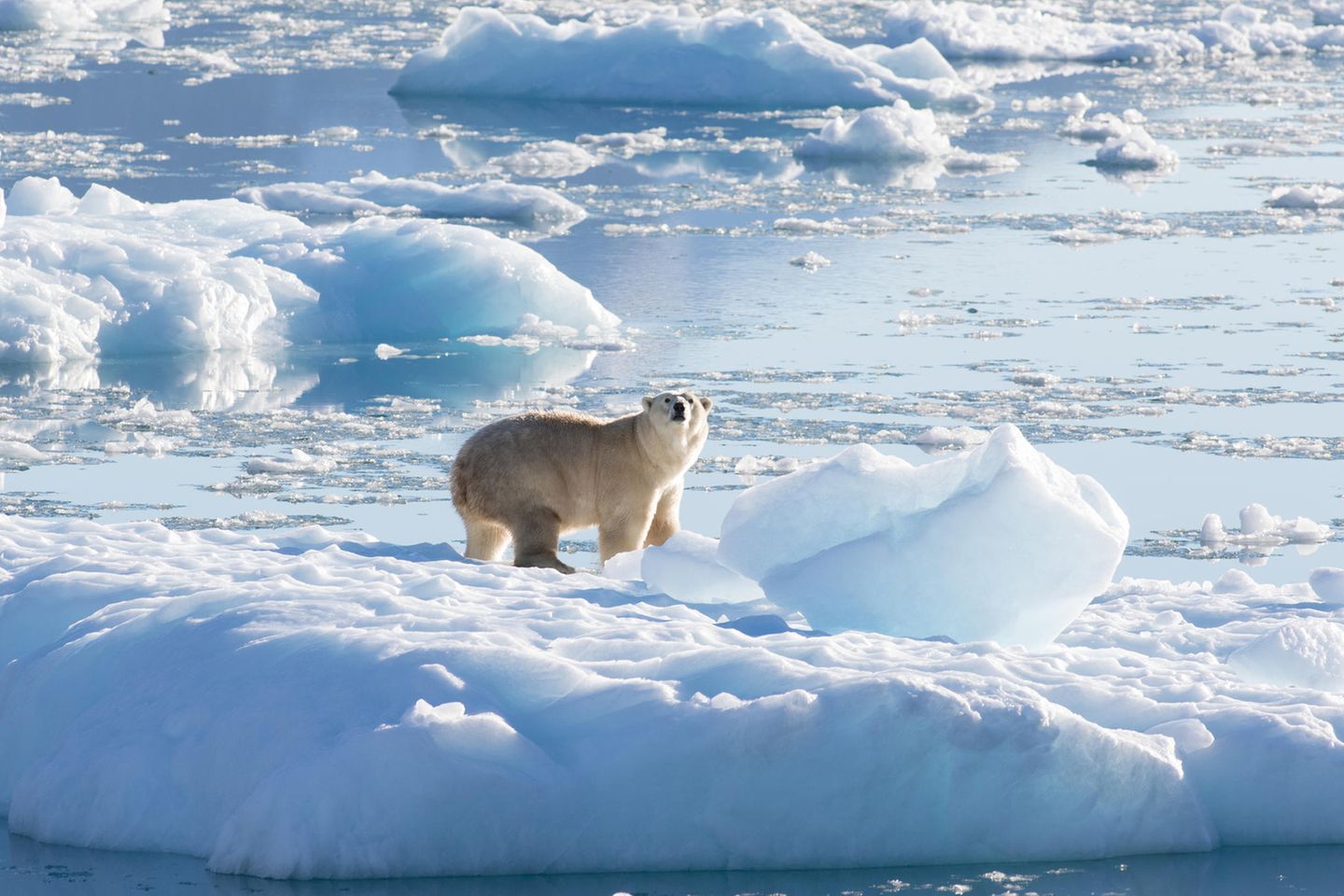 Ein südostgrönländischer Eisbär auf Gletscher- oder Süßwassereis