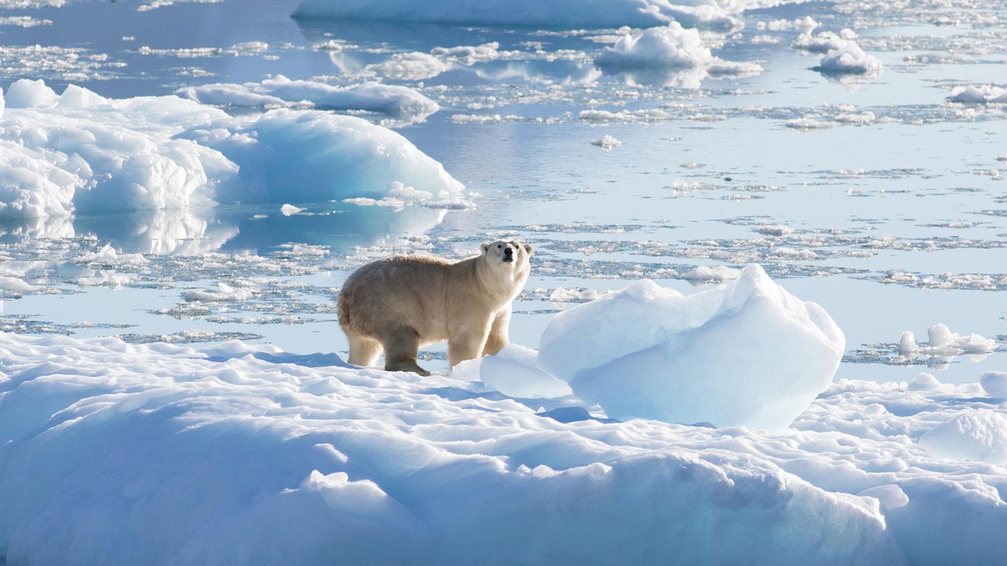 Ein südostgrönländischer Eisbär auf Gletscher- oder Süßwassereis