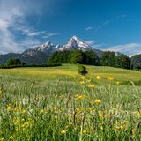 Blick auf die schneebestäubte Spitze des Watzmanns, frühlingshafte Wiese im Vordergrund