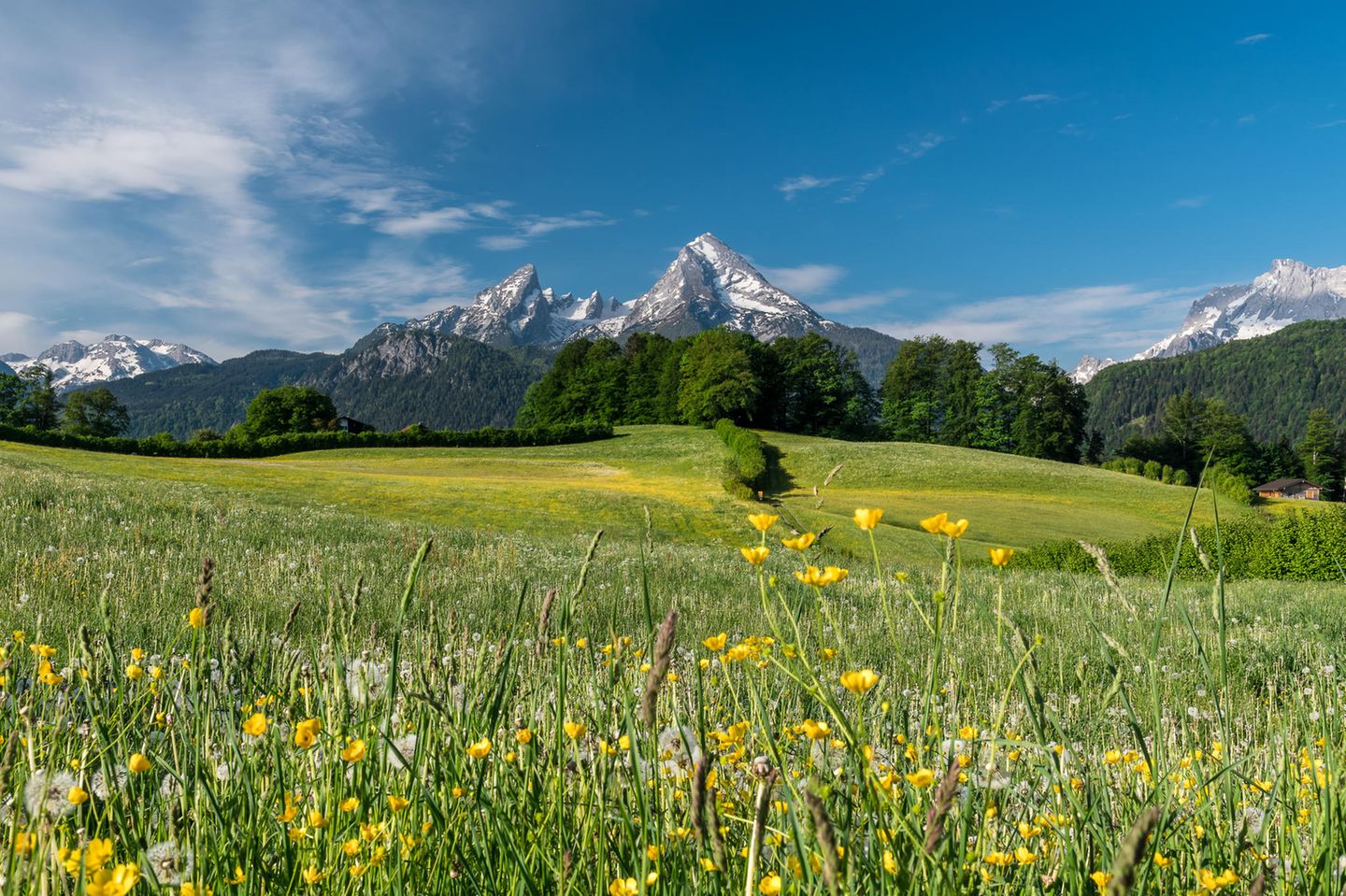 Watzmann: Sagenumwobenes Wahrzeichen Blick auf die schneebestäubte Spitze des Watzmanns, frühlingshafte Wiese im Vordergrund