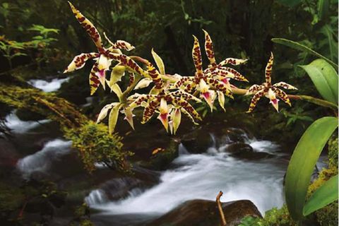 Die hoch gelegenen tropischen Berg- und Nebelwälder gehören zu den Hotspots der Orchideenvielfalt. Hier die Orchidee Prosthechea prismatocarpa aus dem Nationalpark La Amistad, West-Panama