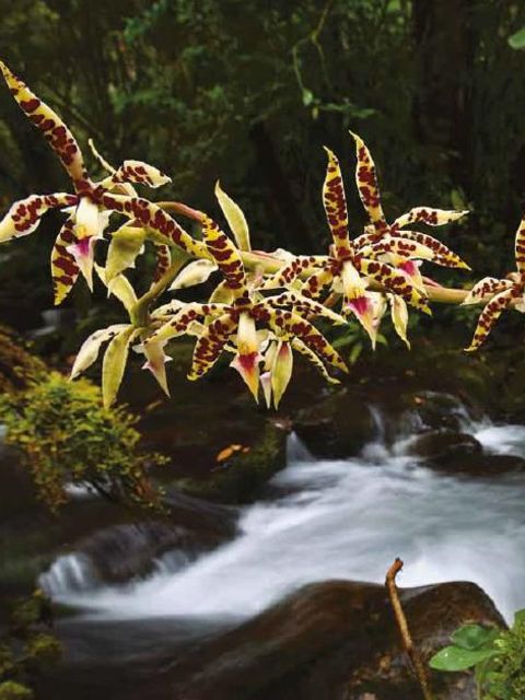 Die hoch gelegenen tropischen Berg- und Nebelwälder gehören zu den Hotspots der Orchideenvielfalt. Hier die Orchidee Prosthechea prismatocarpa aus dem Nationalpark La Amistad, West-Panama