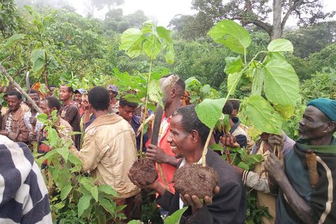 Anwohner des PFM-Gebietes Yiga Girawa packen bei der Aufforstung „ihres“ Waldes mit an. Sie pflanzen 3.550 Setzlinge, knapp zwei Drittel davon Cordia africana, ein schnell wachsende heimische Art, die sich gut als Schattenbaum eignet