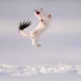 Ein springendes Großes Wiesel im Schnee