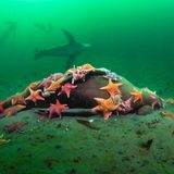 Ein toter Seelöwe auf dem Meeresgrund. Auf dem Körper sind bunte Seesterne zu sehen